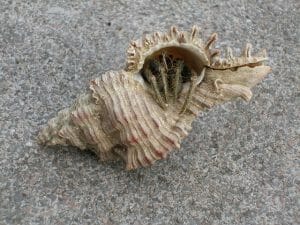 Hermit Crab Average Lifespan: Common Death Reasons in the Wild and