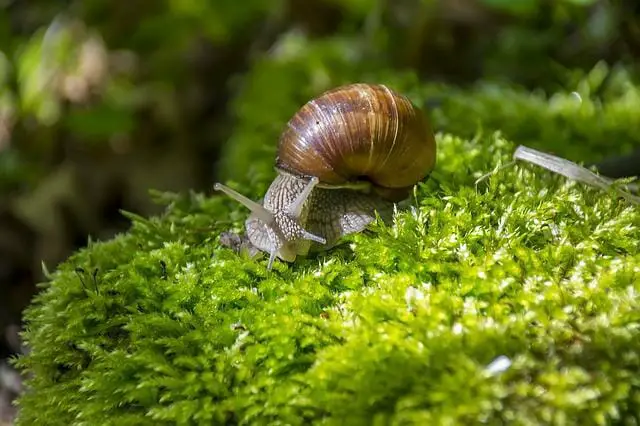 Do Aquarium Snails Eat Plants: The Natural and Healthy Diet for Snails