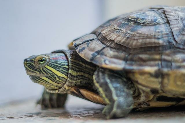 Do Red-Eared Slider Turtles Live in Water: Can They Survive Out of Water?