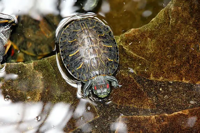 Do Red-Eared Slider Turtles Bite: Reasons and Prevention