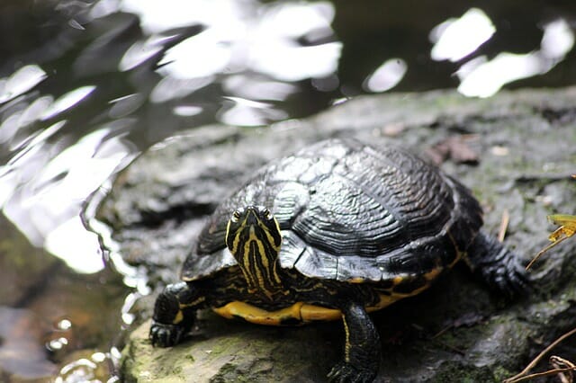 How Often Do You Feed Red-Eared Slider Turtles: Tips and Tricks in Feeding Red-Eared Sliders