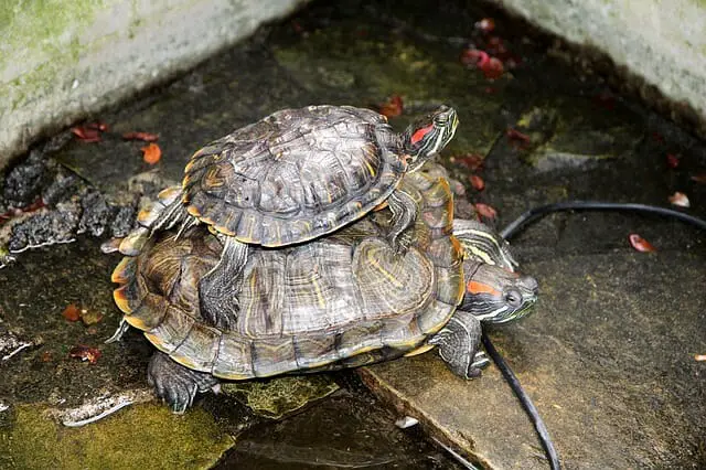 Can Red-Eared Slider Turtles Eat Tomatoes: Benefits, Risks, and Guidelines