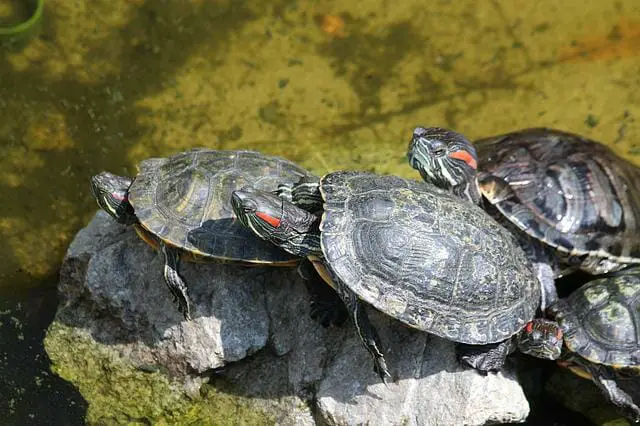Do Red-Eared Slider Turtles Need a Heat Lamp: Can They Survive Without It?