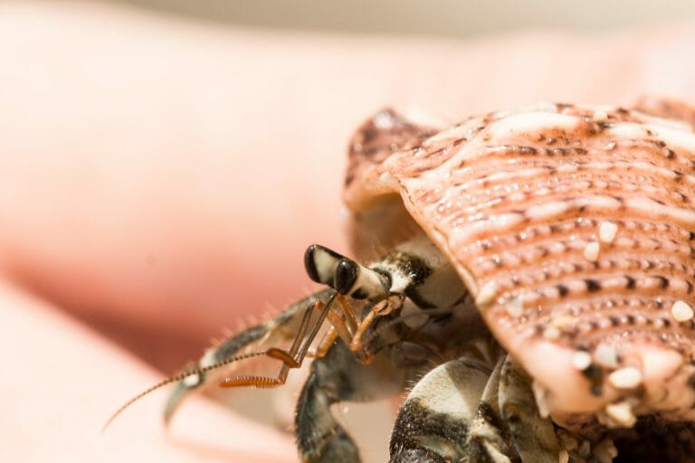 Can Hermit Crabs Have Blueberries: Benefits of Blueberries to Hermit Crabs