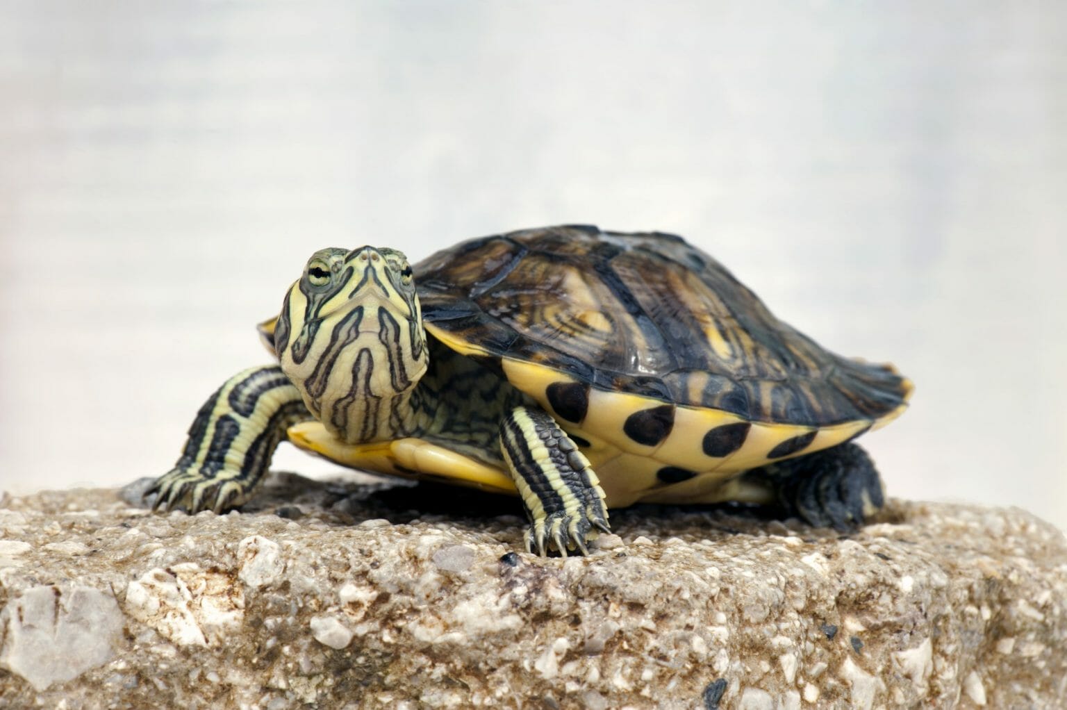 red eared slider hibernation