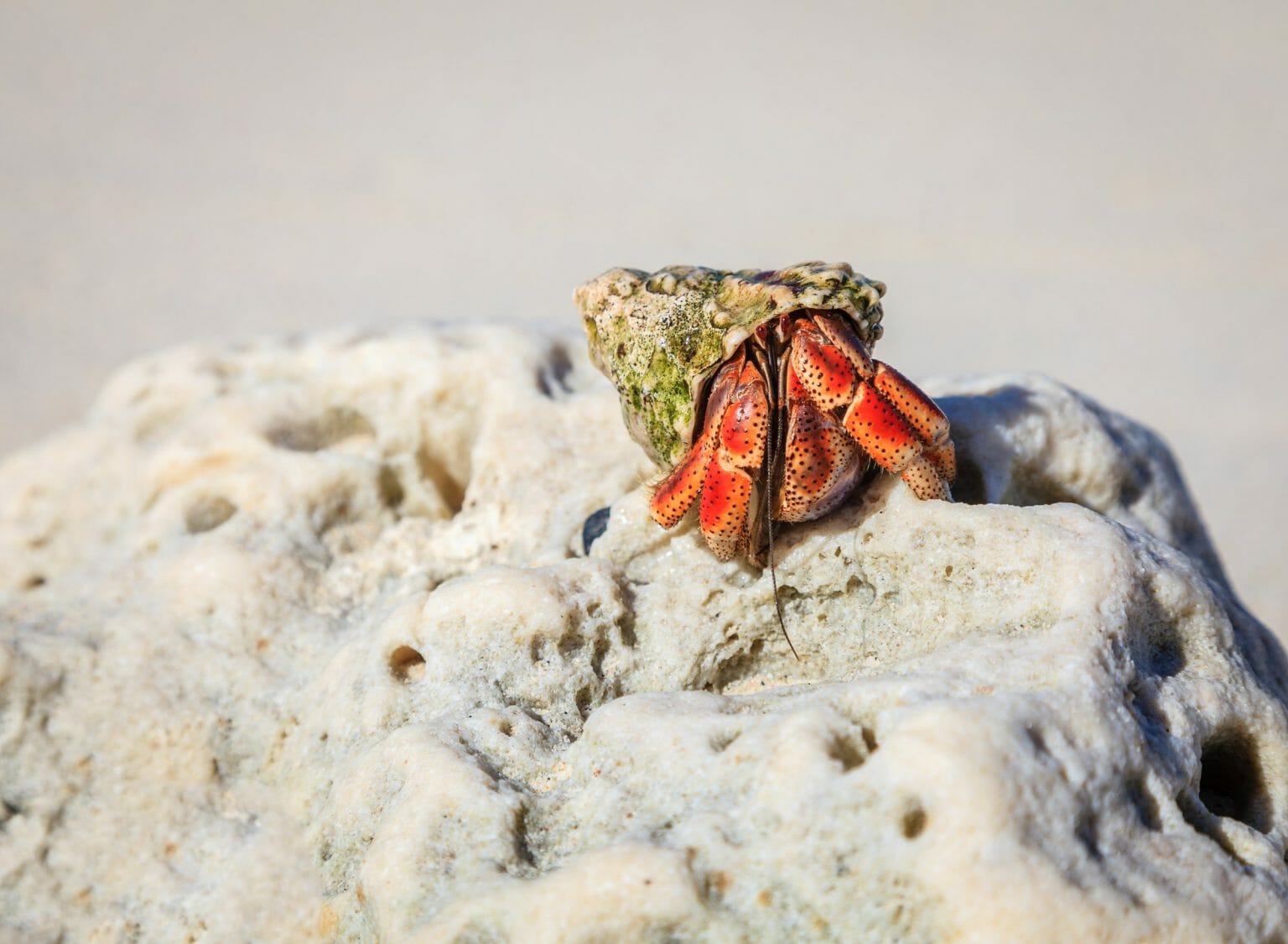 Can Hermit Crabs Climb Glass Reasons and What to Do HomeTanks