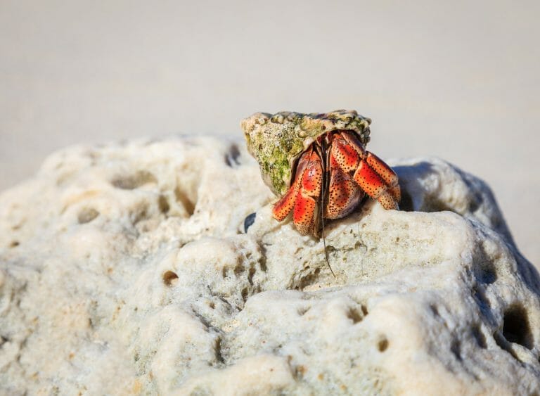 Can Hermit Crabs Climb Glass: Reasons and What to Do