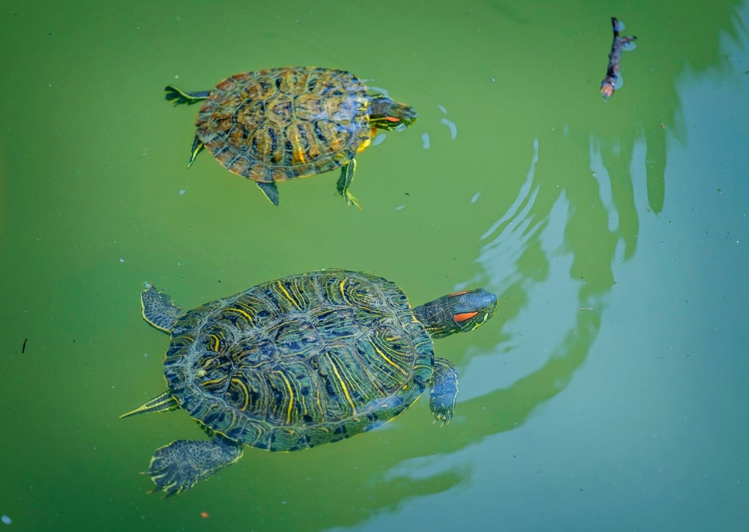 Can Red-Eared Sliders Breathe Underwater: Fascinating Facts About the