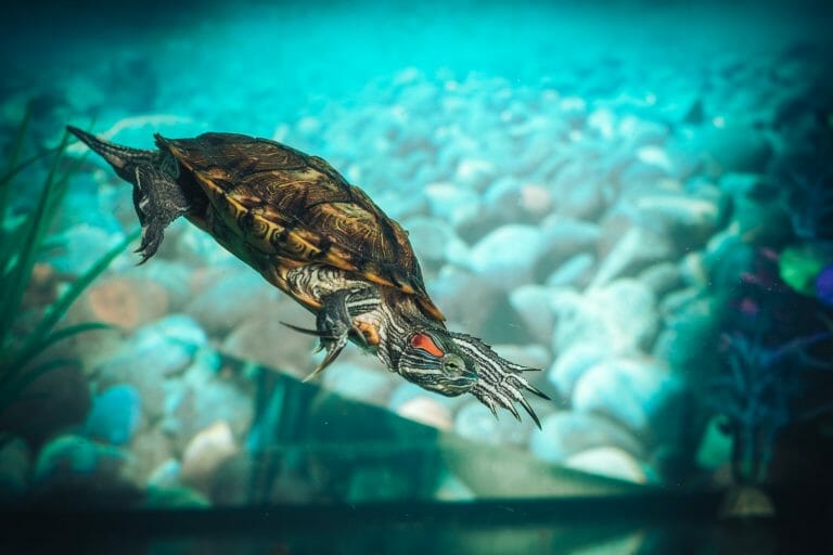 Can Red-Eared Slider Turtles Live With Fish: Best Tank Mates for Your Pet