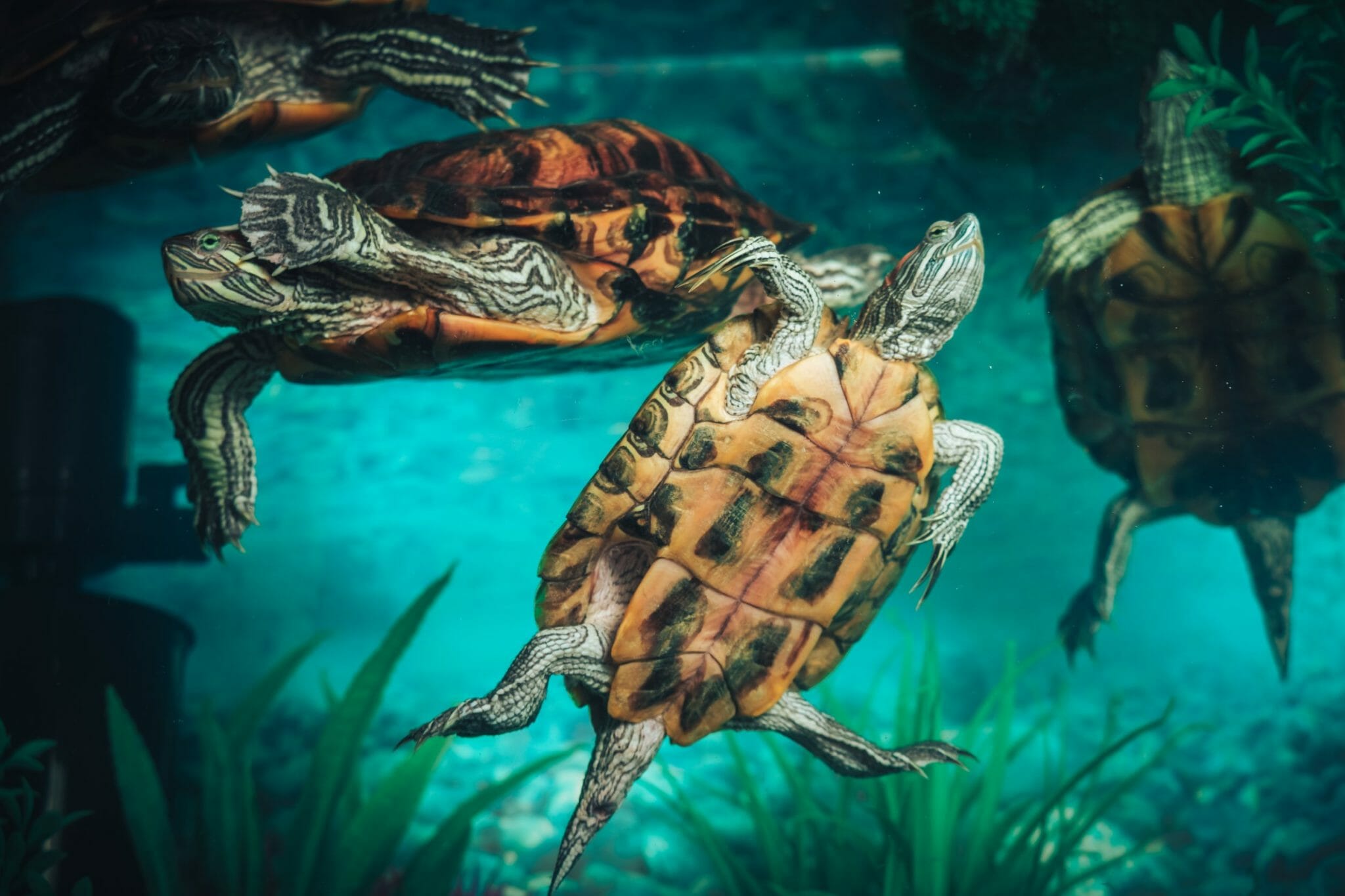 Can Red-Eared Slider Turtles Eat Cucumbers: Significant Pros and Cons
