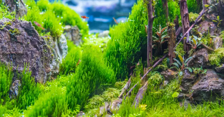 Why Is My Java Moss Turning Brown: Common Reasons and Treatment
