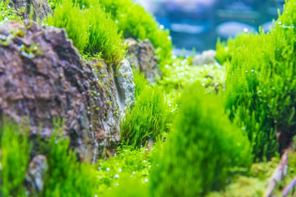 Can Java Moss Grow Out of Water Helpful Tips for Successful Java Moss Growth HomeTanks