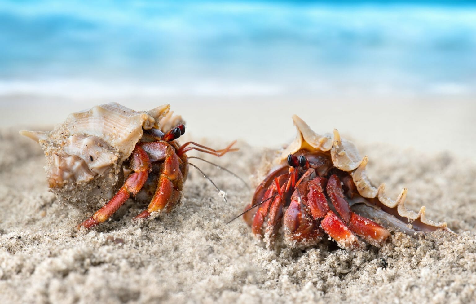 Can Hermit Crabs Swim Ensuring the Safety of Your Pet HomeTanks