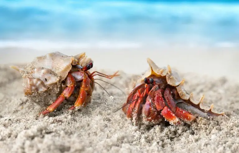 Can Hermit Crabs Swim: Ensuring the Safety of Your Pet