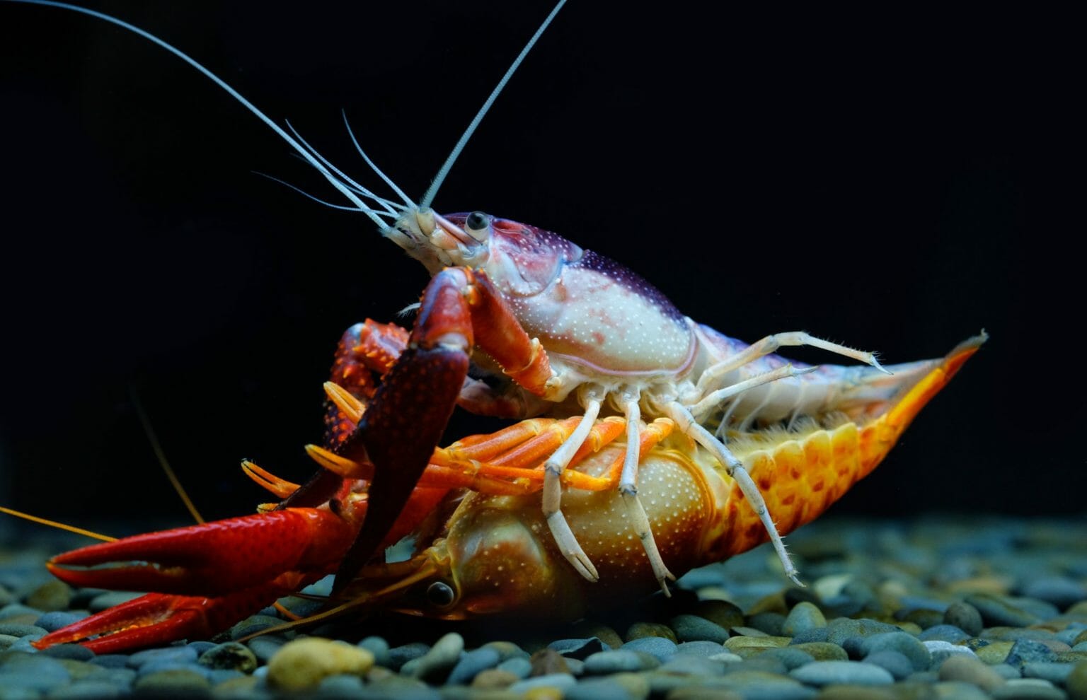 How to Breed Freshwater Crayfish A Guide to Ethical Crayfish Home Farming