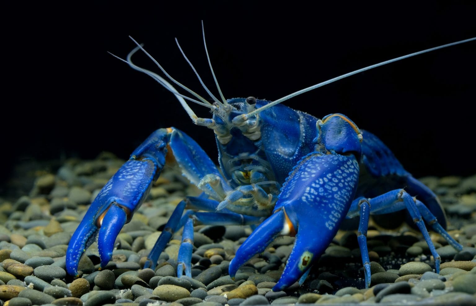 How Long Do Freshwater Crayfish Live Tips in Achieving Crayfish