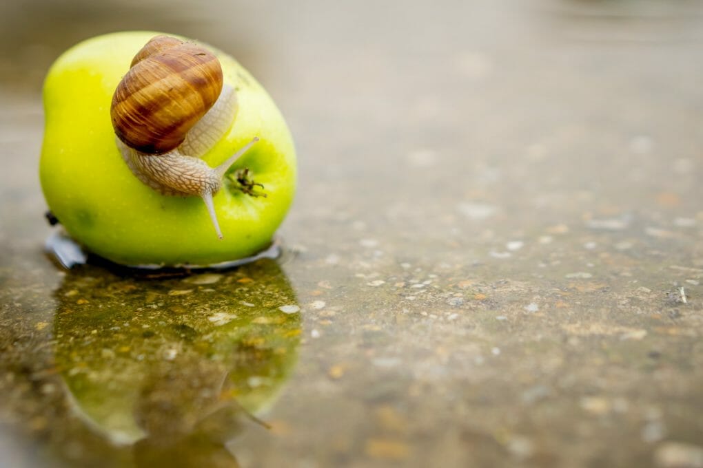 How Big Do Freshwater Snails Get The Typical Size of Freshwater Snails