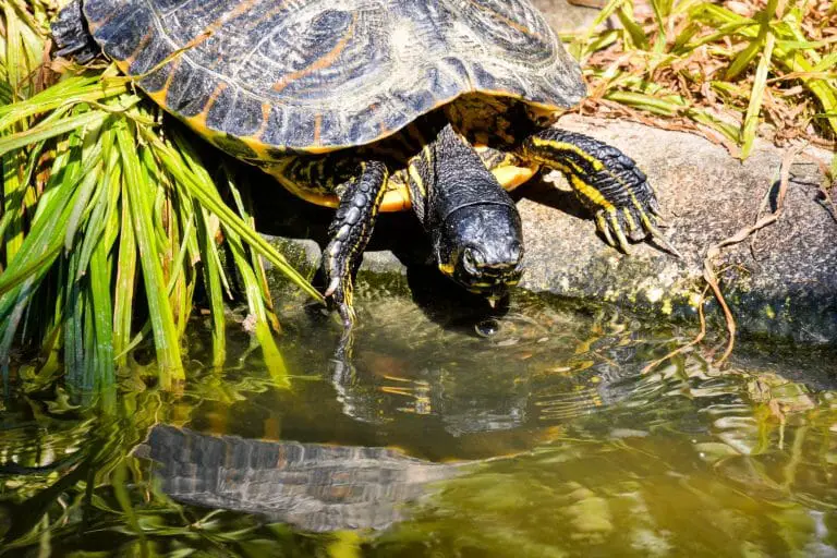 Can Red-Eared Sliders Eat Broccoli: A Guide to Safely Feeding Vegetables to Your Turtle
