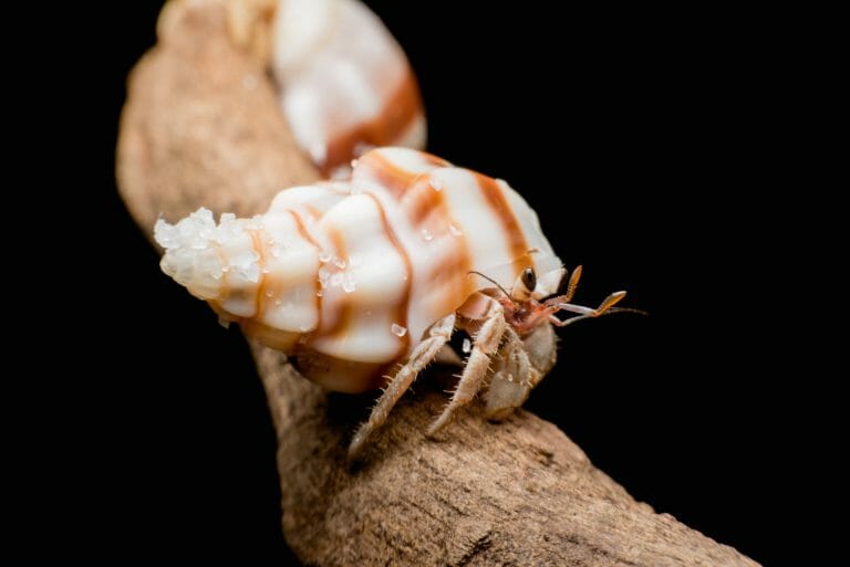 Can Hermit Crabs Hear: Hermit Crabs’ Amazing Ability
