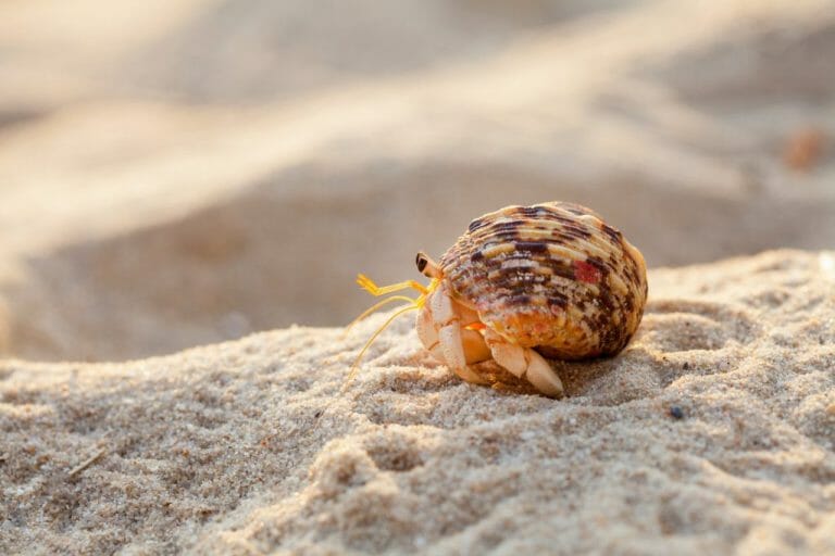 Do Hermit Crabs Need Heat: Facts and Tips in Maintaining Their Temperature