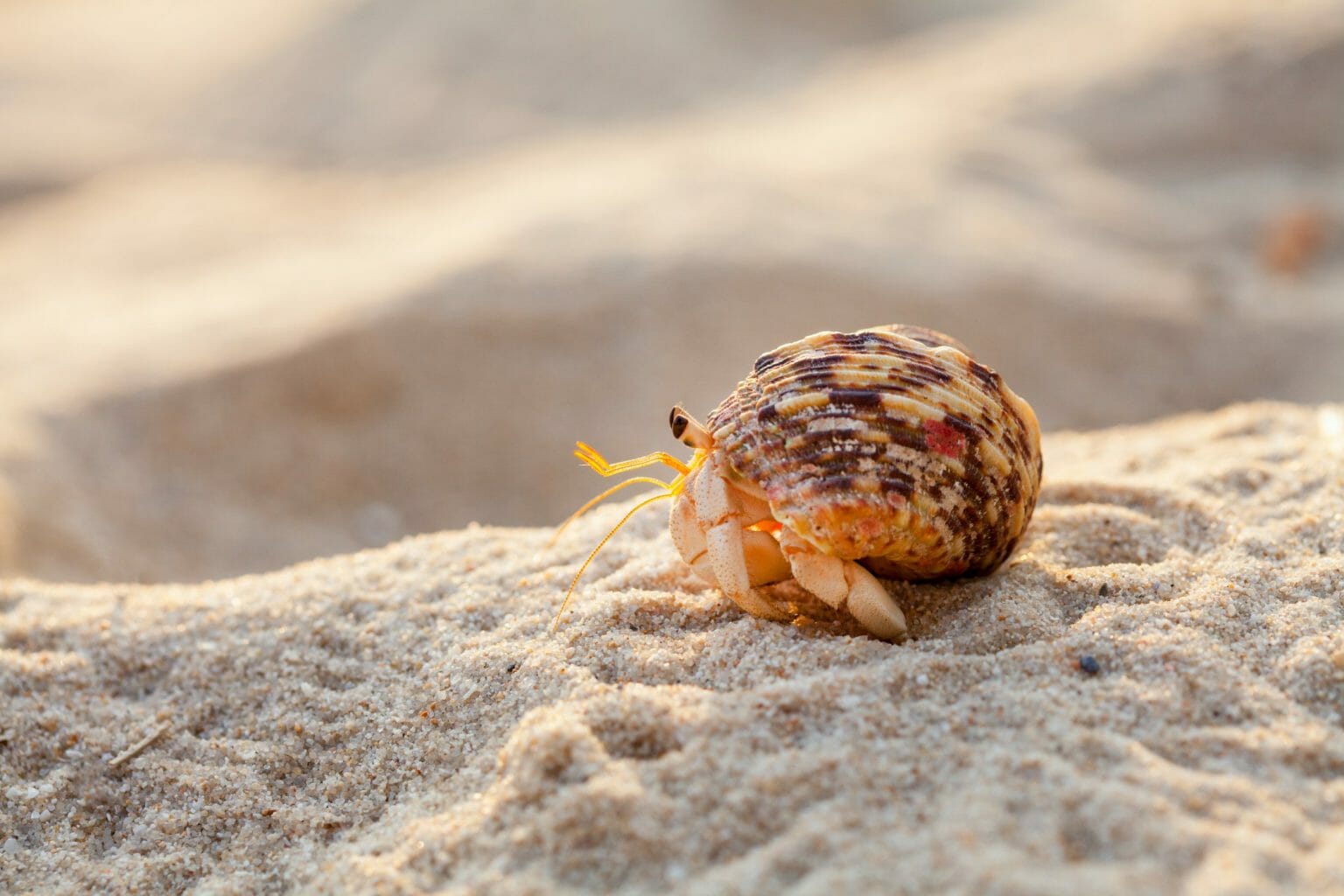 Do Hermit Crabs Need Heat Facts and Tips in Maintaining Their Temperature