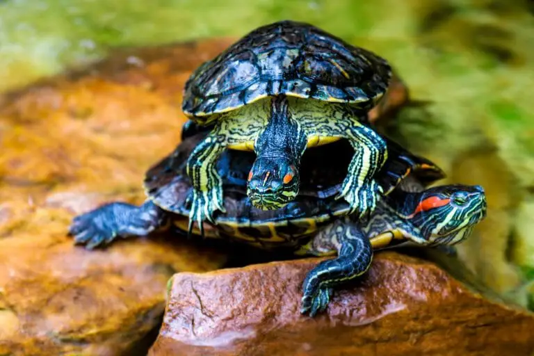 Red Eared Slider Turtle Male vs. Female: How to Tell the Differences