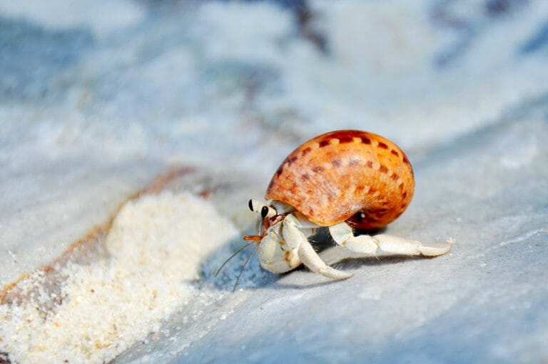 Do Hermit Crabs Need a Heater: Hermit Crabs and Their Heat Requirement