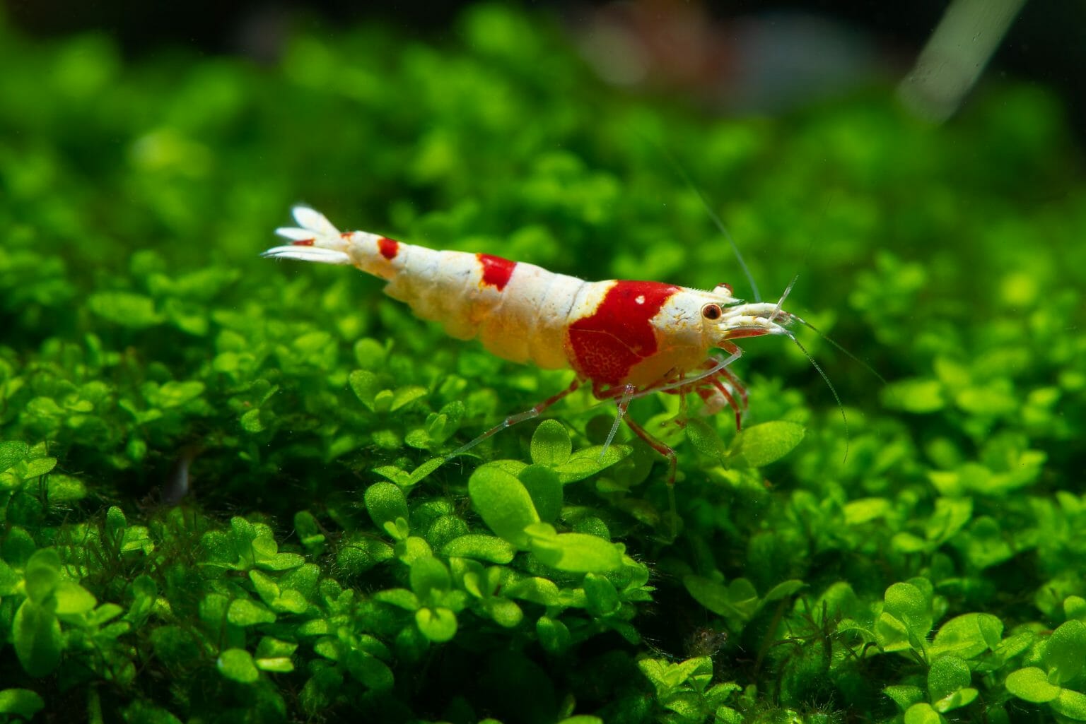 Does Java Moss Need Fertilizer: Tips to Grow Your Java Moss Beautifully ...