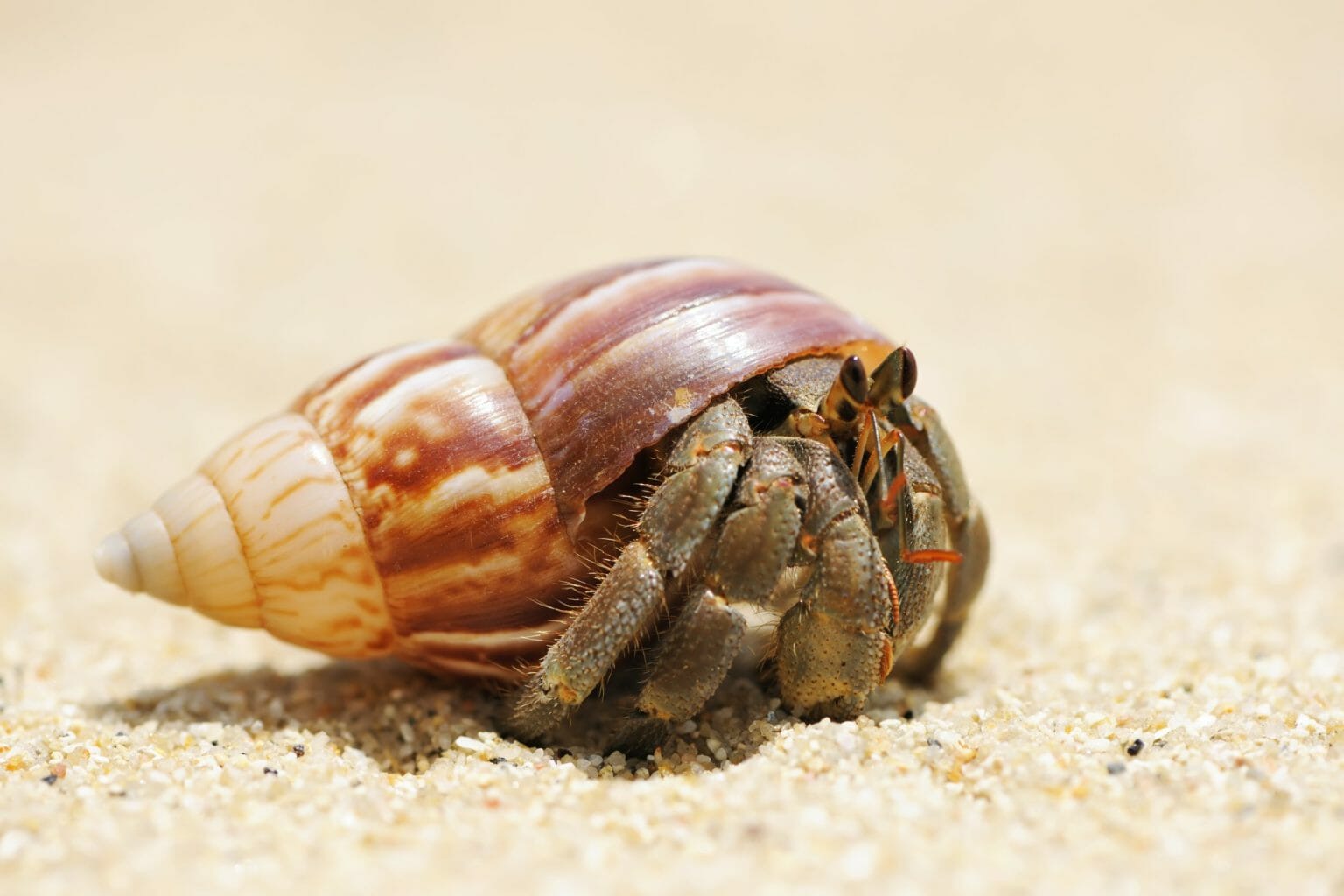 How Much Does a Hermit Crab Cost Other Expenses Needed HomeTanks