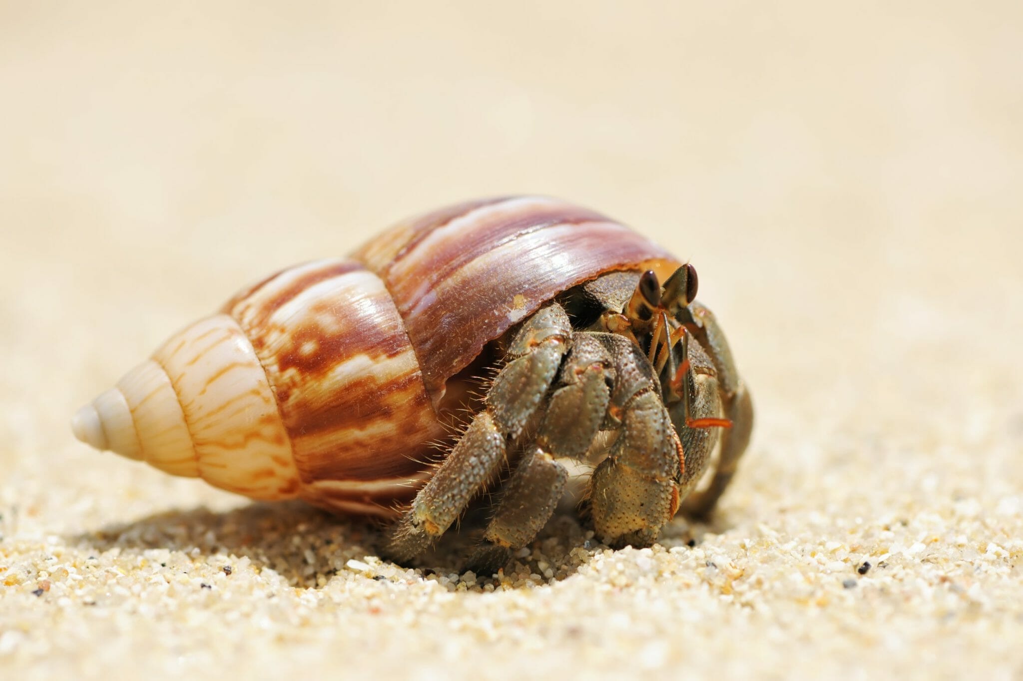 How Much Does a Hermit Crab Cost Other Expenses Needed HomeTanks