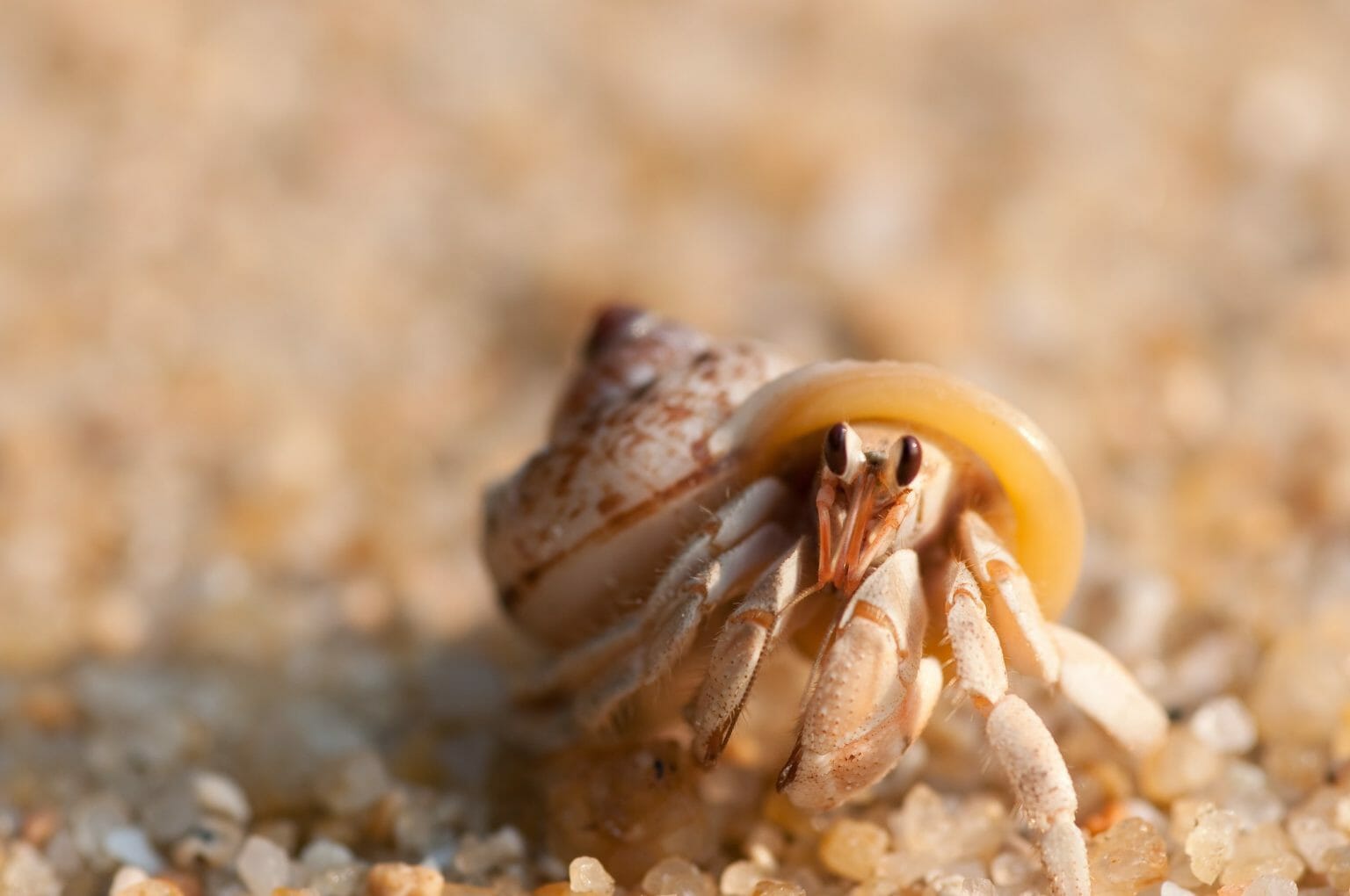 How Hermit Crabs Breathe Ways to Help Them Survive HomeTanks