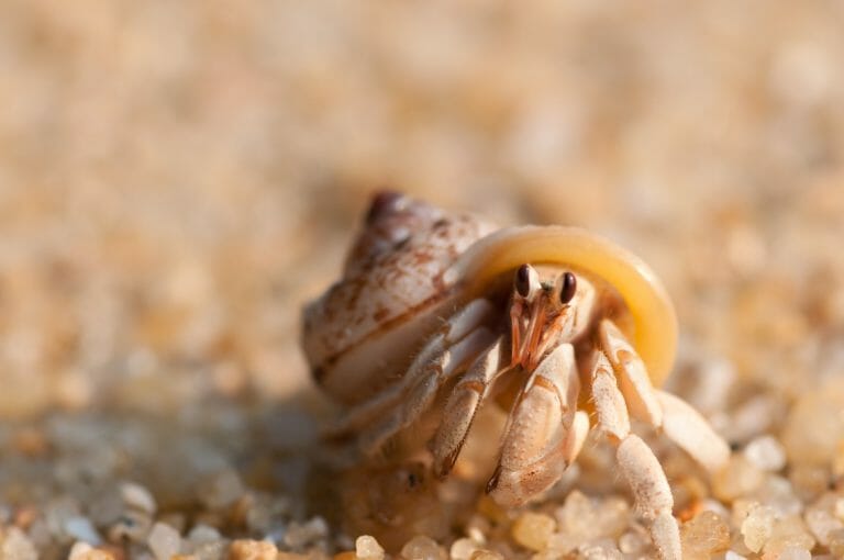 Do Hermit Crabs Shed: Ultimate Guide to the Stages of Molting Phase