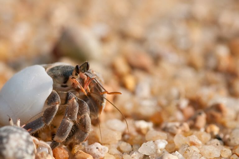 Can Hermit Crabs See in the Dark: Do They Need Light at Night?