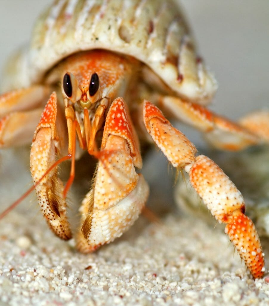 Are Hermit Crabs Born With Shells Interesting Ways They Get Shells