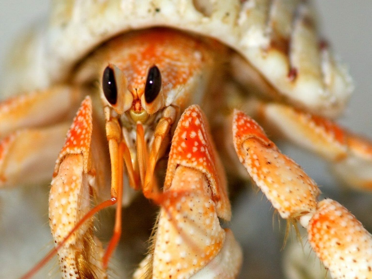 Are Hermit Crabs Born With Shells Interesting Ways They Get Shells