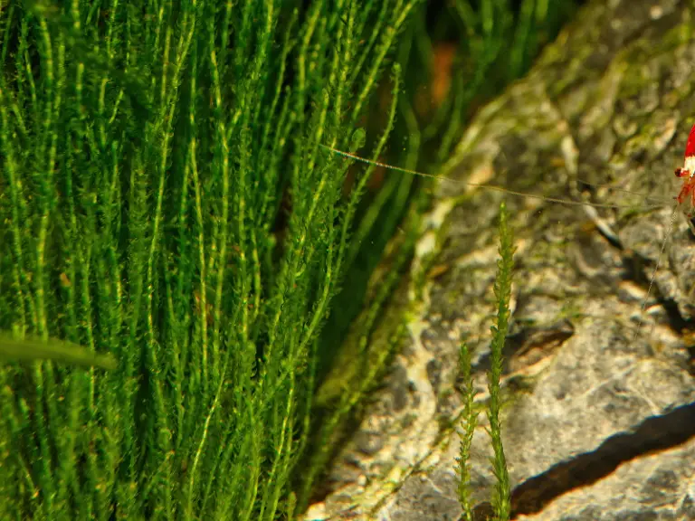 How to Grow Java Moss Faster: Tips to Grow Java Moss Faster
