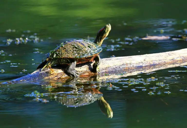 Do Red-Eared Slider Turtles Eat Fish: Your Pet’s Main Diet