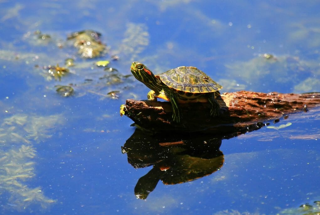 Do RedEared Slider Turtles Pee Everything That You Need to Know!