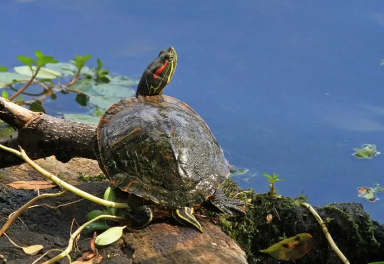 Can Red-Eared Sliders Eat Celery: How to Feed Celery to Your Turtles