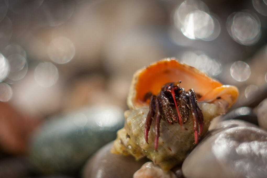 Do Hermit Crabs Need Light Is It a Requirement for Survival? HomeTanks