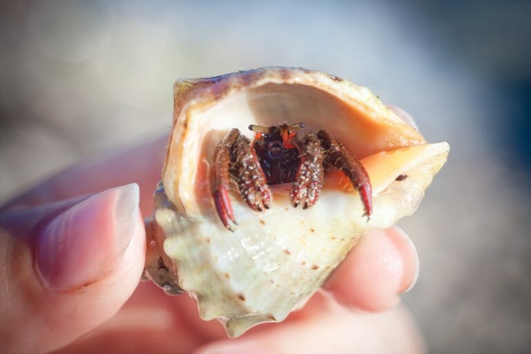 How to Hold a Hermit Crab: Handling Them With Care