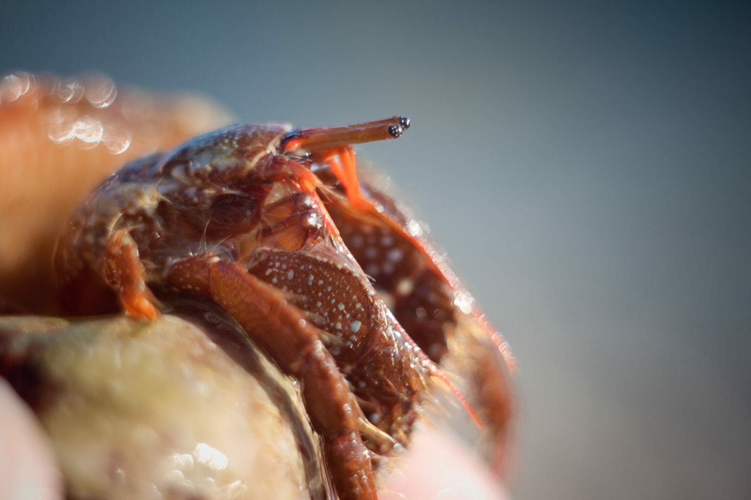 Do Hermit Crabs Need a Heat Lamp Can They Survive Without One? HomeTanks