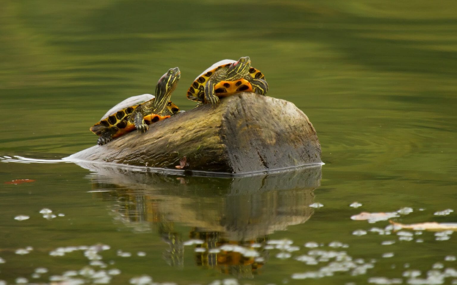 Do RedEared Slider Turtles Sleep Underwater Facts and Tips in Proper