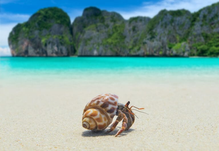 How Hermit Crabs Breathe: Ways to Help Them Survive