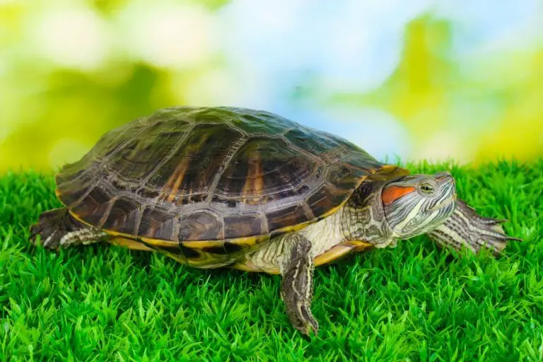 How Much Are Red-Eared Slider Turtles: Estimates, Facts, and Tips!