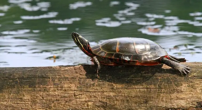 Do Red-Eared Sliders Make Noise: Understanding the Sounds That These Turtles Create