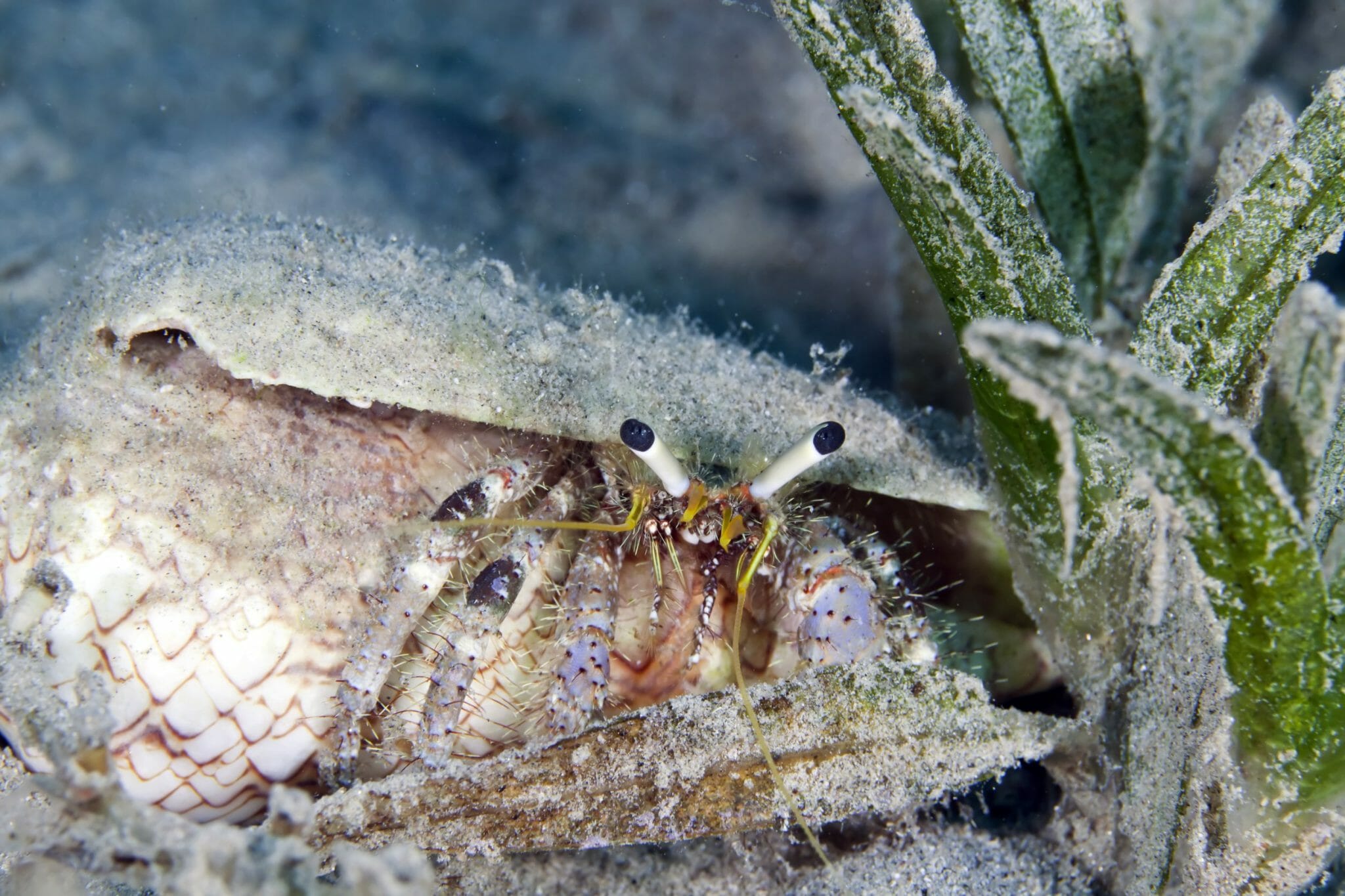 Do Hermit Crabs Have Gills: Knowing How Hermit Crabs Breathe - HomeTanks