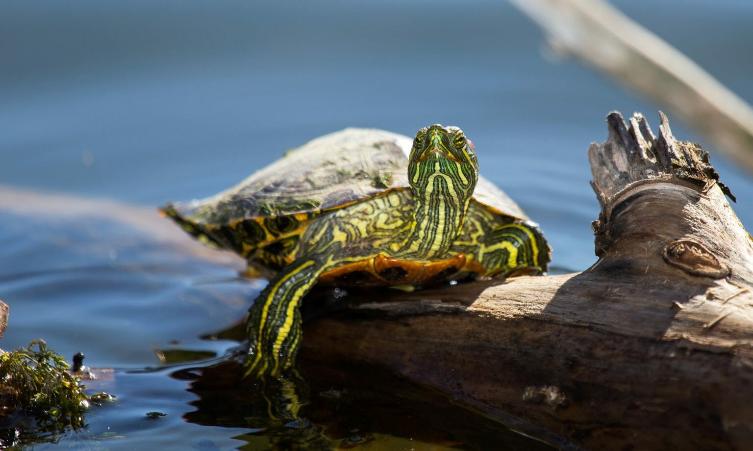 Can RedEared Slider Turtles Eat Fruit Do's and Don'ts in Feeding Your Pet