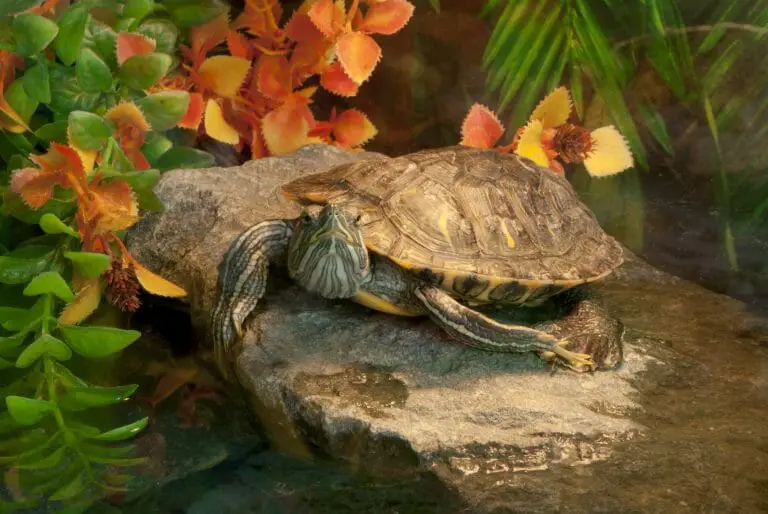 How to Care for a Red-Eared Slider: Providing the Best Domestic Life