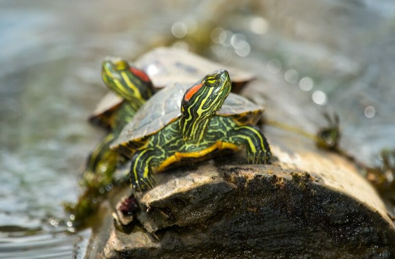 Can RedEared Slider Turtles Live With Fish Best Tank Mates for Your